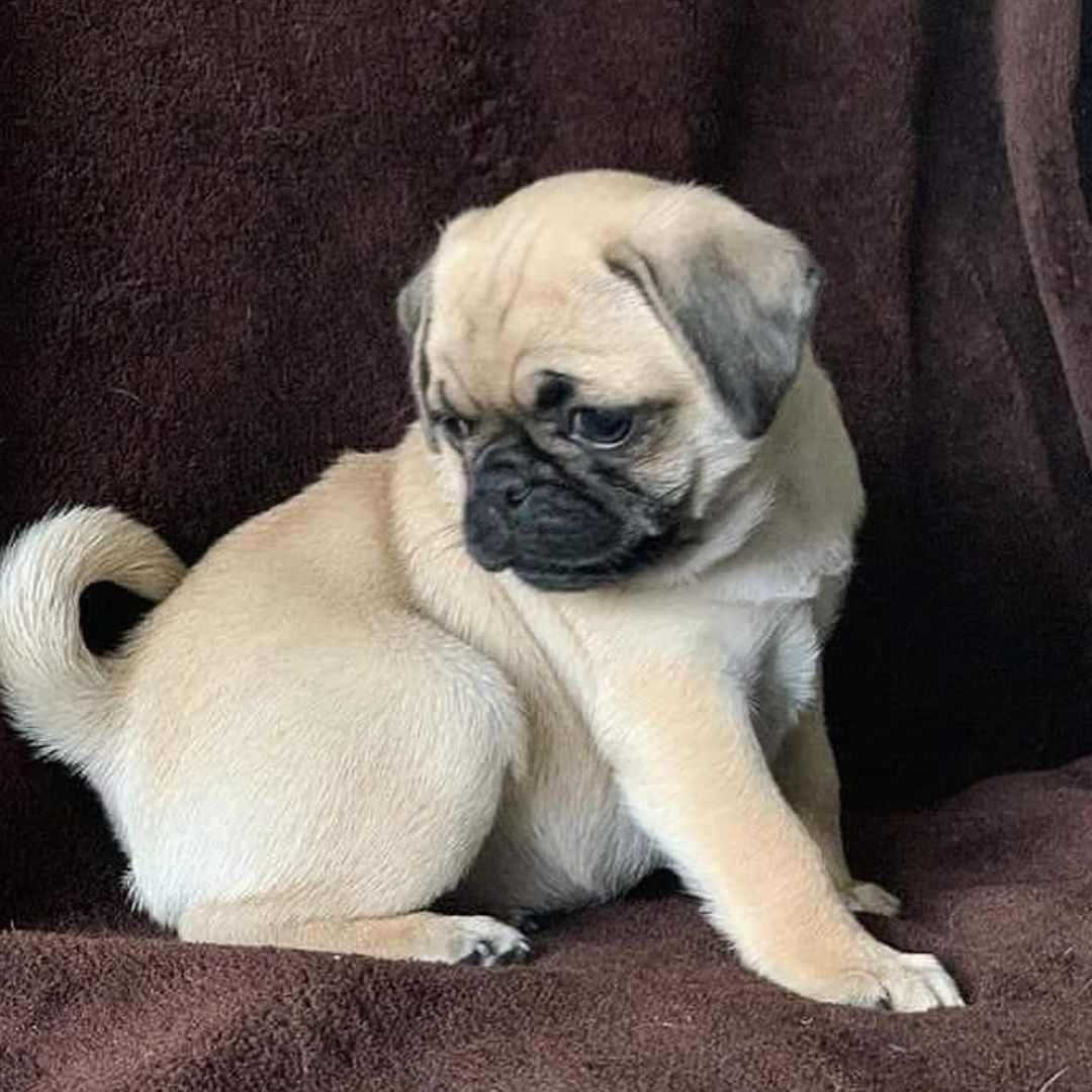 teacup pug puppies for sale teacup pug puppies for sale