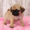 pug puppies for adoption