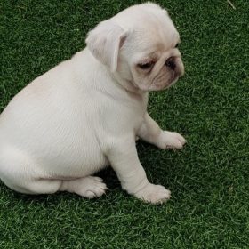 pug puppies near me