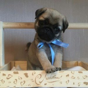 pug puppies for sale near me