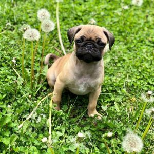 pug puppies for sale