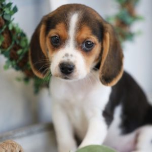 mini beagle