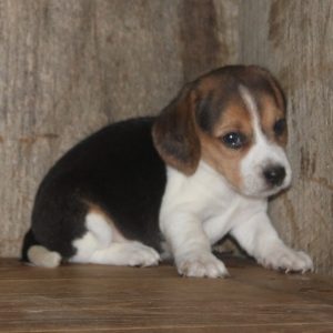 beagle german shepherd mix