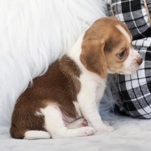 beagle puppy for sale