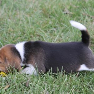 teacup beagle