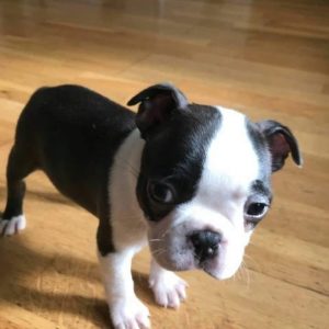 buy boston terrier