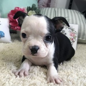 boston terrier puppies ohio