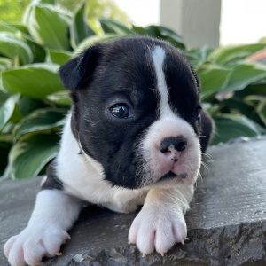 akc boston terrier