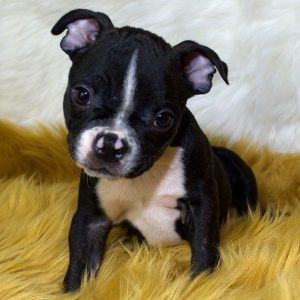 boston terrier for sale near me