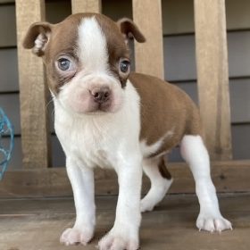 boston terrier puppies for sale