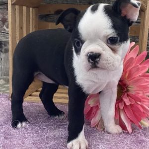boston terrier price range