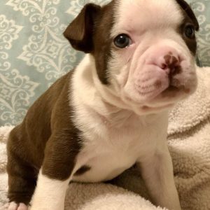 akc boston terrier puppies