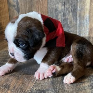 boston terrier puppies