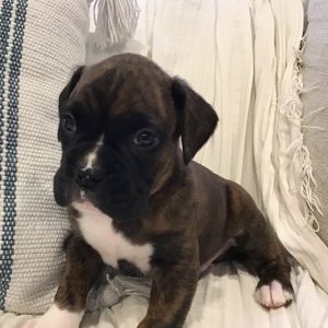 boxers dogs for adoption