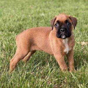 mini boxer for sale