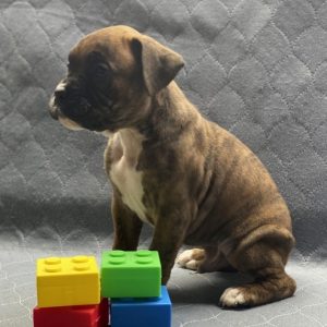 german boxers for sale