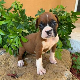 baby boxers puppies for sale baby boxers puppies for sale