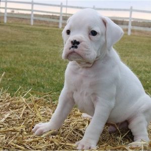 brindle boxer for sale