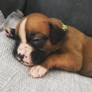 cheap boxer puppies for sale