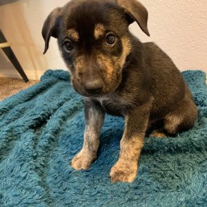 german shepherd puppies for sale craigslist