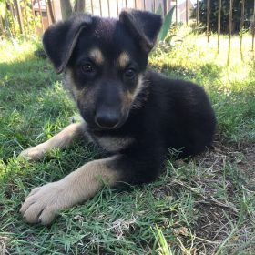 long haired german shepherd puppies for sale