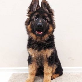 german shepherd for sale near me