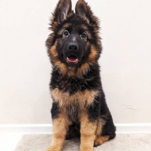 german shepherd for sale near me