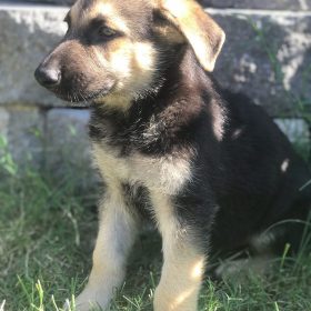 german shepherd puppies