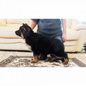 baby german shepherd for sale near me