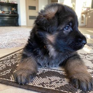 german shepherds for sale near me
