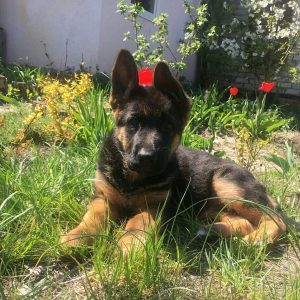 cheap baby huskies for sale