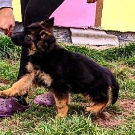 german shepherd puppies for sale in arkansas german shepherd puppies for sale in arkansas