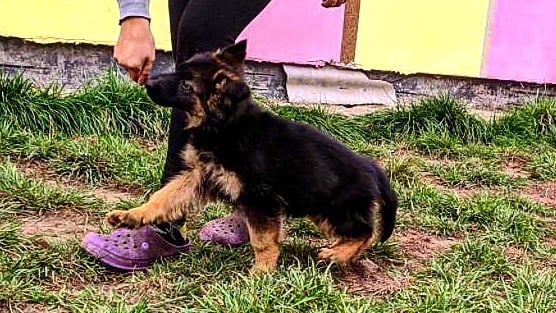 german shepherd puppies for sale in arkansas german shepherd puppies for sale in arkansas