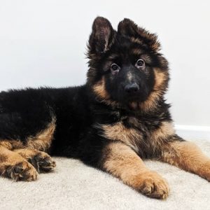 blue german shepherd puppies for sale