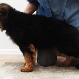 german shepherd puppy for sale near me