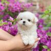teacup maltese puppies for sale near me