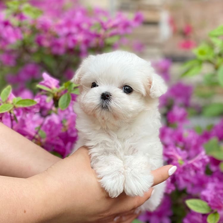teacup maltese puppies for sale near me teacup maltese puppies for sale near me