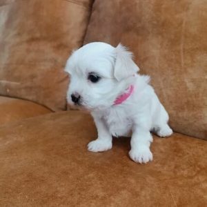 maltese puppies for sale near me cheap