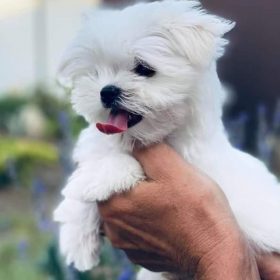 maltese puppies for sale california maltese puppies for sale california