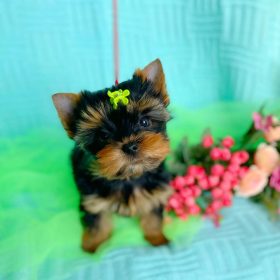 maltese toy dog