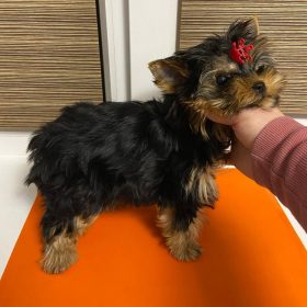 maltese puppies for sale in florida