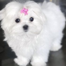 maltese puppy for sale in va maltese puppy for sale in va