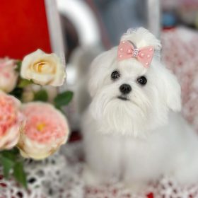 maltese puppies for sale in texas
