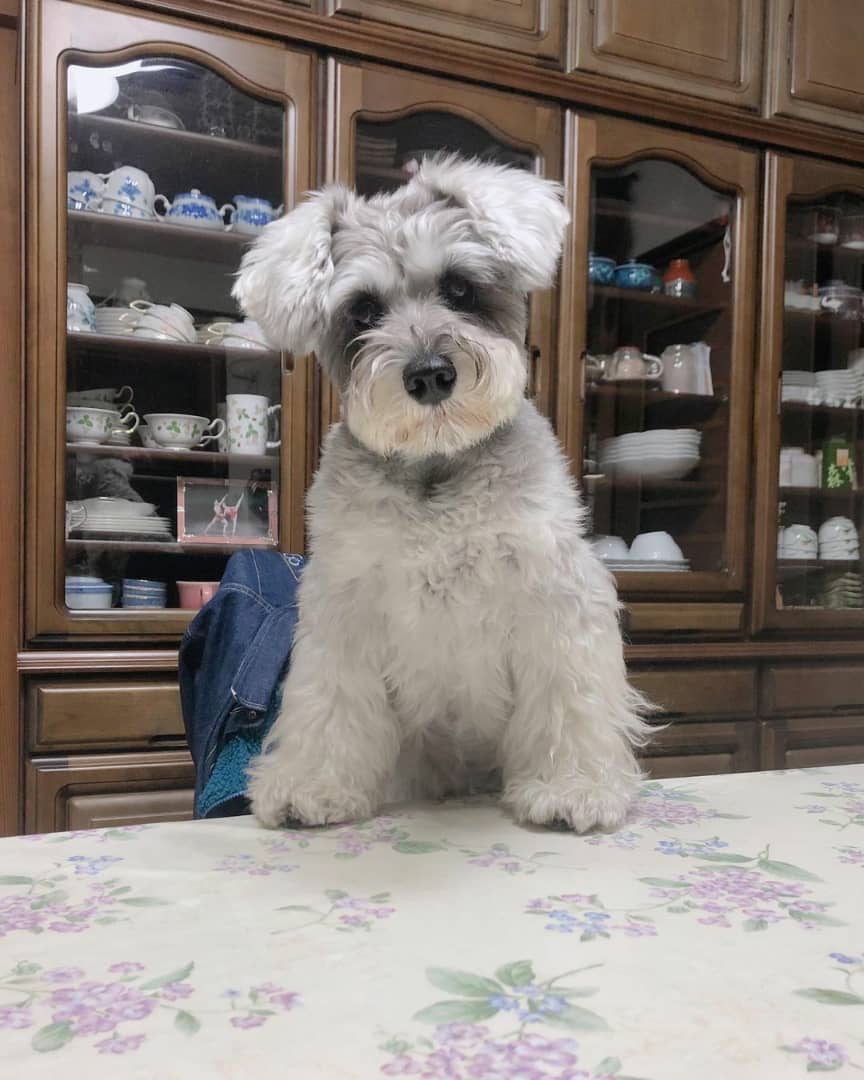 schnauzer mixed puppies schnauzer mixed puppies