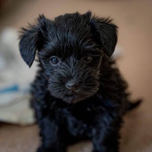 black schnauzer puppy
