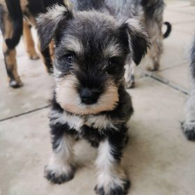 miniature schnauzer puppies for sale