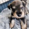 miniature schnauzer puppies near me