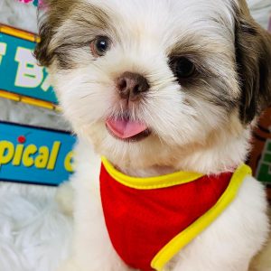 buy morkie puppies