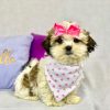 puppies morkie