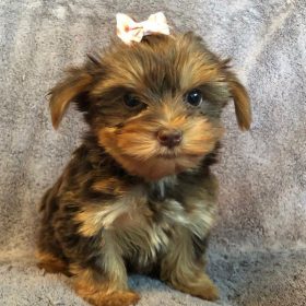 what does a shitzu look like